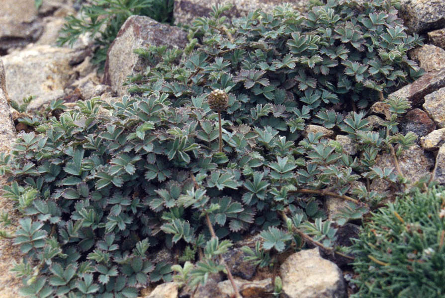 Acaena argentea